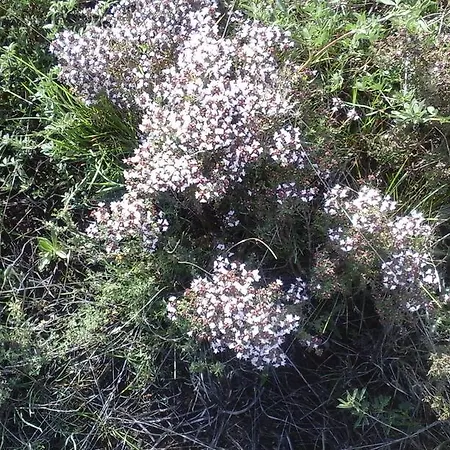 別荘 Casa Alhambras