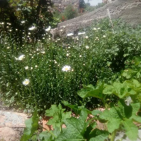 Casa Alhambras マンザネラ