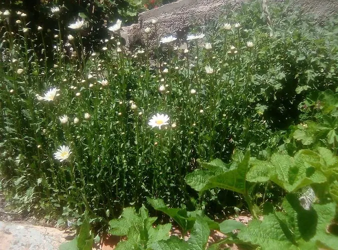 Casa Alhambras Manzanera